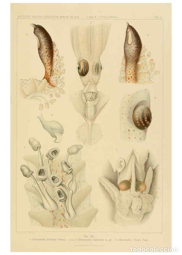 Collezionismo di Riviste e Giornali: Reproducci&oacute;n/Reproduction 6286441740: Die Cephalopoden. Bd. 18, T.1 (Atlas) [Jena],G. Fischer,1910-1