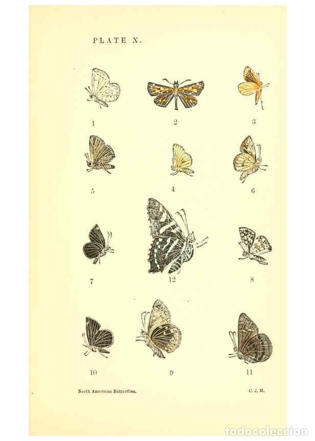 Collezionismo di Riviste e Giornali: Reproducci&oacute;n/Reproduction 6285864617: A manual of North American butterflies Boston :De Wolfe, Fiske
