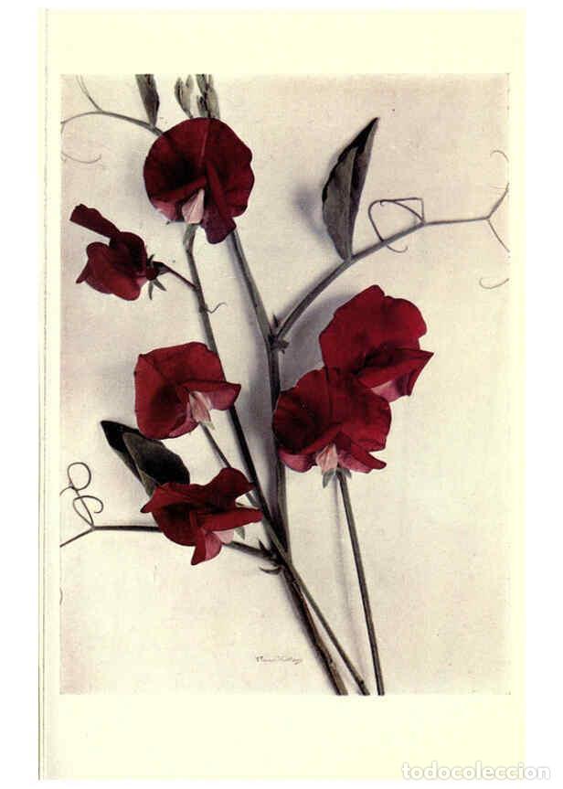 Collezionismo di Riviste e Giornali: Reproducci&oacute;n/Reproduction 6286156903: Sweet peas New York :Frederick A. Stokes[1910] - Horace J. Wri