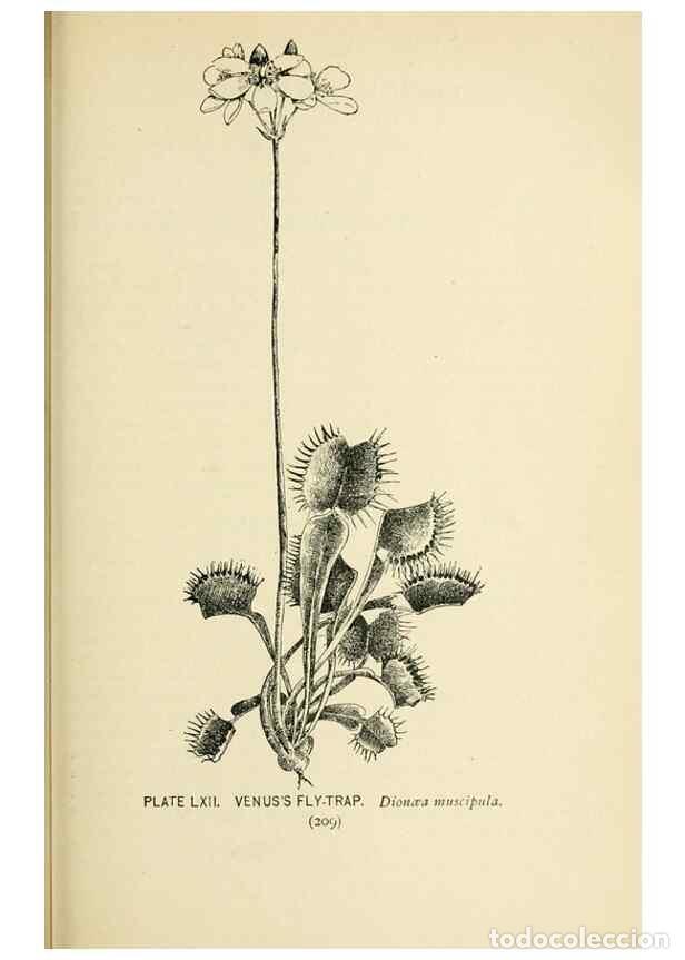 Collezionismo di Riviste e Giornali: Reproducci&oacute;n/Reproduction 8426162227: Southern wild flowers and trees,. New York,Stokes[1901] - Loun