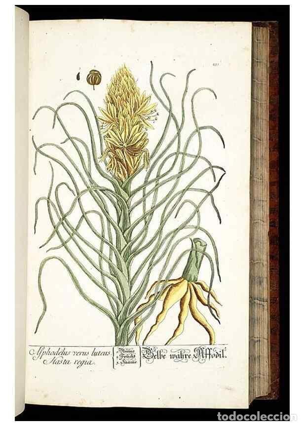 Collezionismo di Riviste e Giornali: Reproducci&oacute;n/Reproduction 8428884089: Herbarium Blackwellianum emendatum et auctum, id est, Elisabet