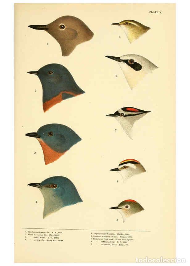 Collezionismo di Riviste e Giornali: Reproducci&oacute;n/Reproduction 6286240485: A history of North American birds Boston :Little, Brown,1905 -