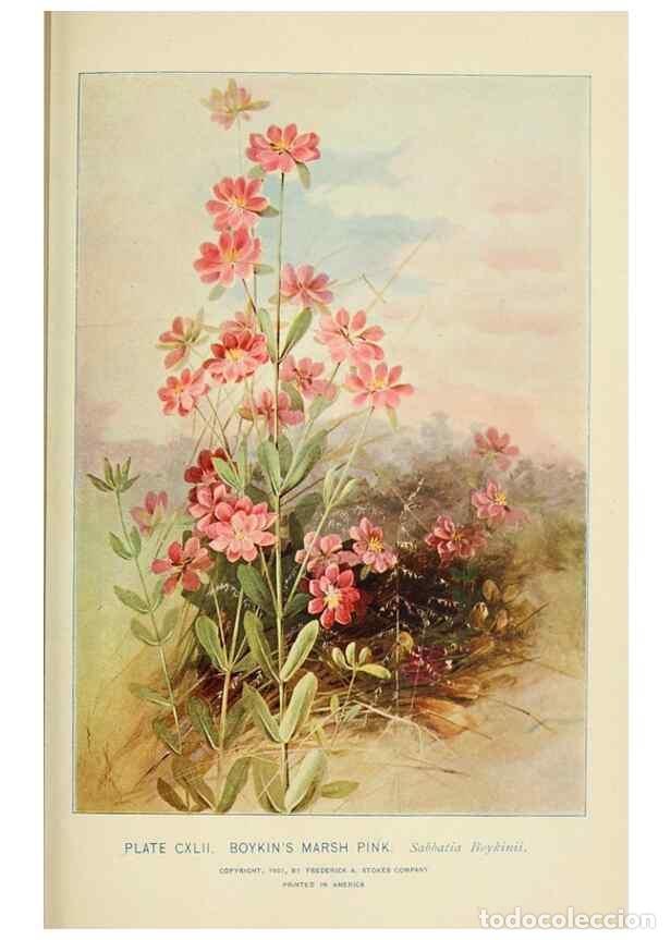 Collezionismo di Riviste e Giornali: Reproducci&oacute;n/Reproduction 8426214373: Southern wild flowers and trees,. New York,Stokes[1901] - Loun