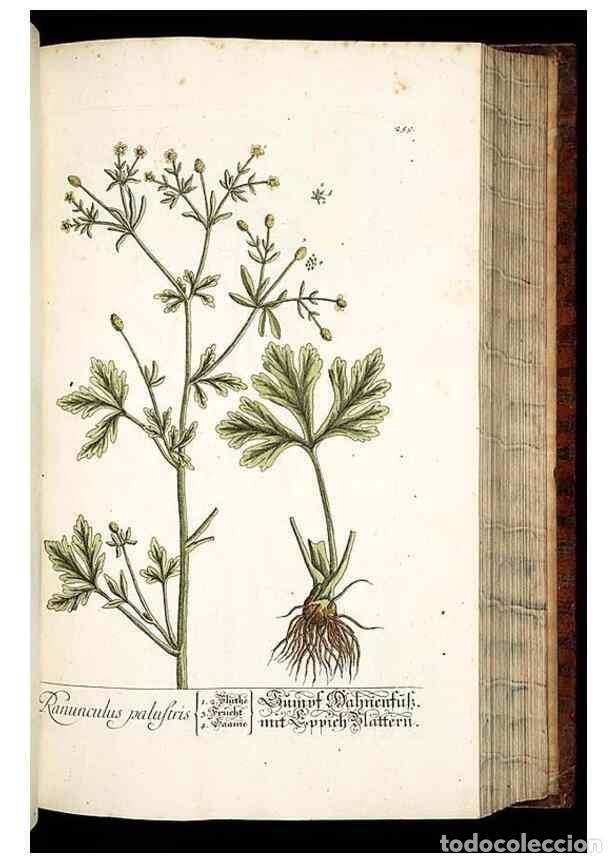Collezionismo di Riviste e Giornali: Reproducci&oacute;n/Reproduction 8429977300: Herbarium Blackwellianum emendatum et auctum, id est, Elisabet