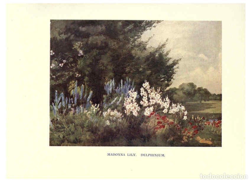 Collezionismo di Riviste e Giornali: Reproducci&oacute;n/Reproduction 6285789767: Garden colour London,E. P. Dutton & company,1905 - Margaret H.