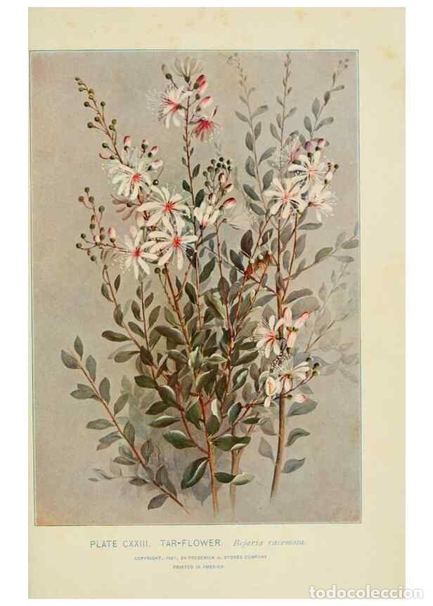 Collezionismo di Riviste e Giornali: Reproducci&oacute;n/Reproduction 8426201723: Southern wild flowers and trees,. New York,Stokes[1901] - Loun