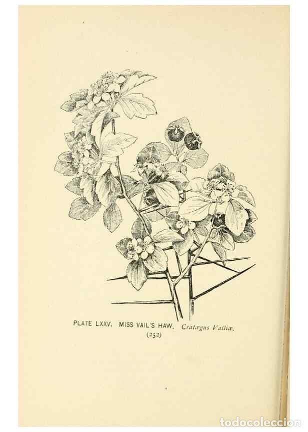 Collezionismo di Riviste e Giornali: Reproducci&oacute;n/Reproduction 8427262790: Southern wild flowers and trees,. New York,Stokes[1901] - Loun