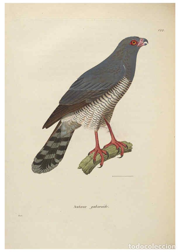 Collezionismo di Riviste e Giornali: Reproducci&oacute;n/Reproduction 6286237476: Nouveau recueil de planches colori&eacute;es d'oiseaux A Strasbourgh