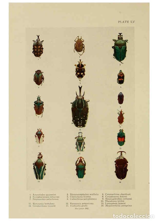 Coleccionismo de Revistas y Peri&oacute;dicos: Reproducci&oacute;n/Reproduction 6288244639: Insect life London,A. & C. Black, ltd.,1921 - Charles Aubrey E