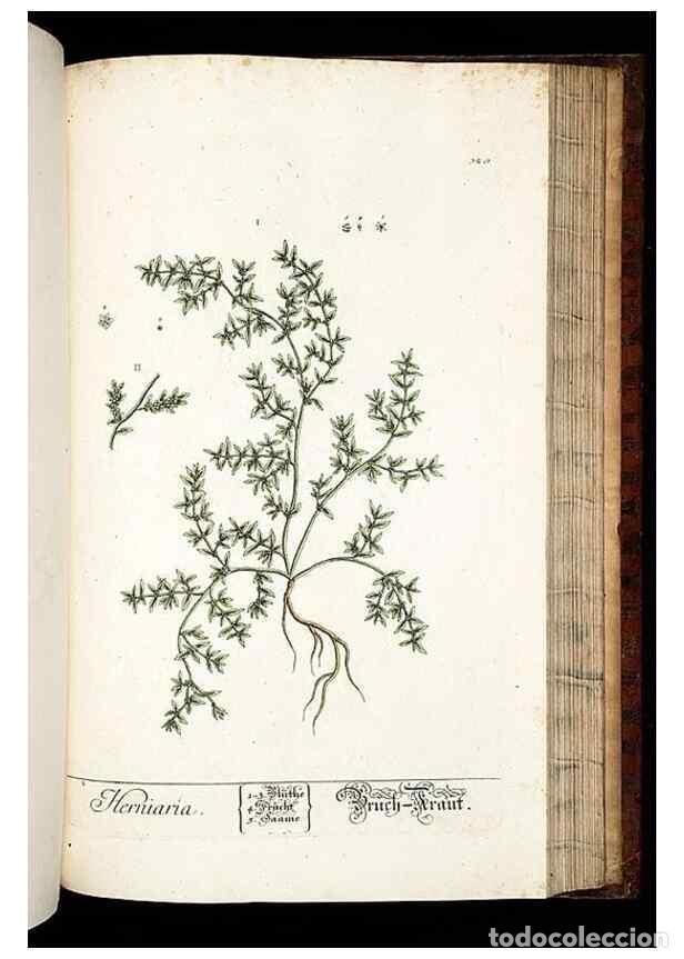 Coleccionismo de Revistas y Peri&oacute;dicos: Reproducci&oacute;n/Reproduction 8428902423: Herbarium Blackwellianum emendatum et auctum, id est, Elisabet