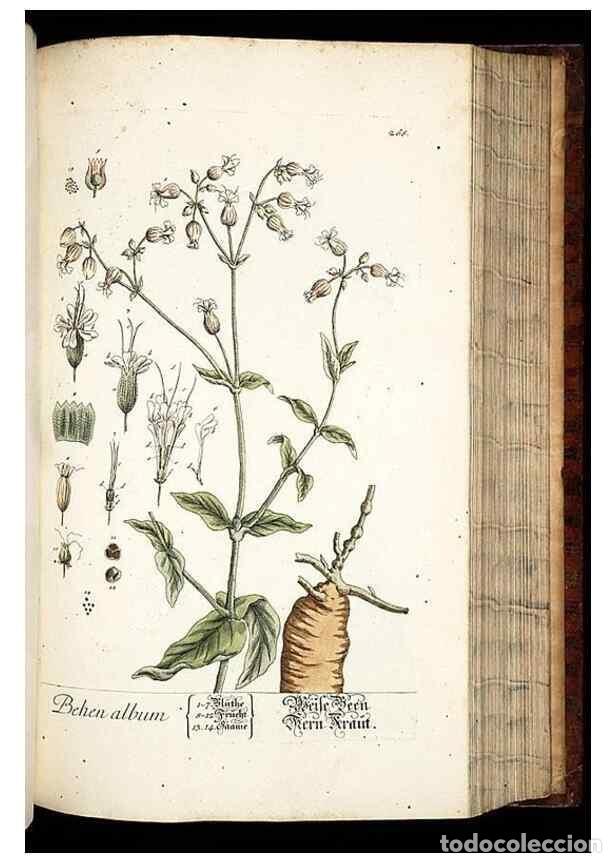 Coleccionismo de Revistas y Peri&oacute;dicos: Reproducci&oacute;n/Reproduction 8428891629: Herbarium Blackwellianum emendatum et auctum, id est, Elisabet