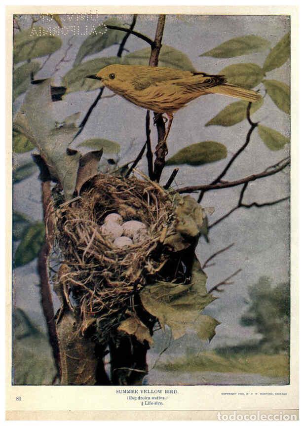 Coleccionismo de Revistas y Peri&oacute;dicos: Reproducci&oacute;n/Reproduction 6279455401: Birds of Buzzard's Roost Indianapolis, Ind.,Scott-Miller Compa