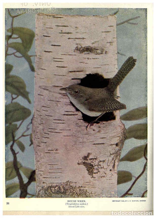 Coleccionismo de Revistas y Peri&oacute;dicos: Reproducci&oacute;n/Reproduction 6279973170: Birds of Buzzard's Roost Indianapolis, Ind.,Scott-Miller Compa