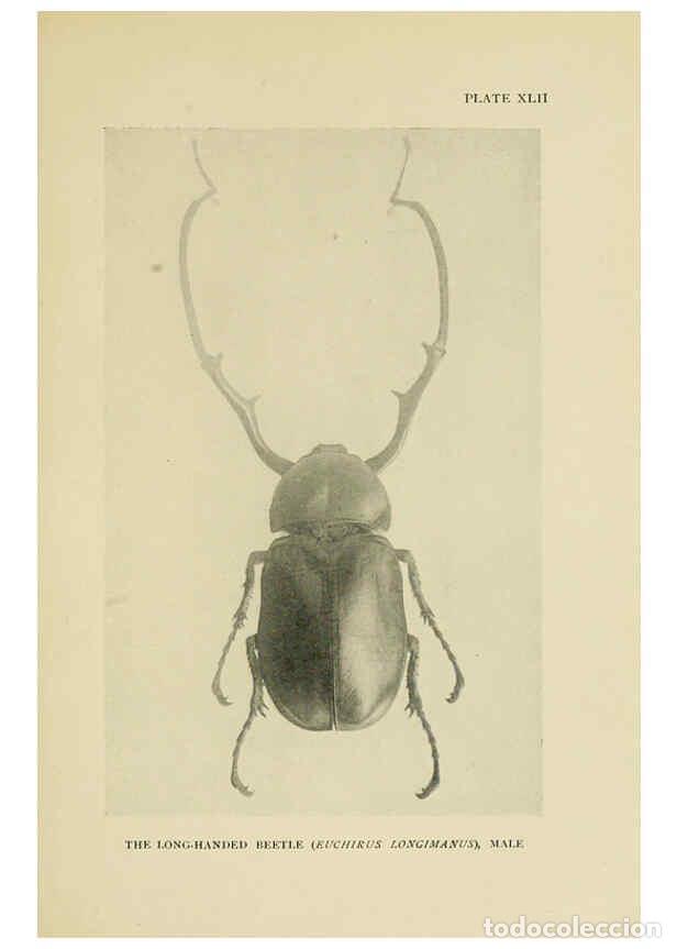 Coleccionismo de Revistas y Peri&oacute;dicos: Reproducci&oacute;n/Reproduction 6288761898: Insect life London,A. & C. Black, ltd.,1921 - Charles Aubrey E