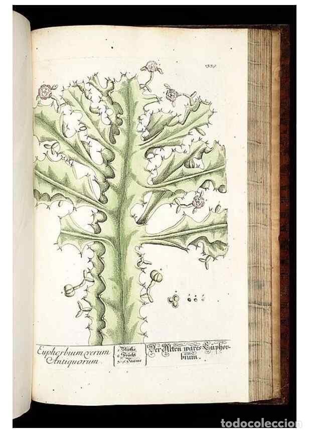 Coleccionismo de Revistas y Peri&oacute;dicos: Reproducci&oacute;n/Reproduction 8429995488: Herbarium Blackwellianum emendatum et auctum, id est, Elisabet