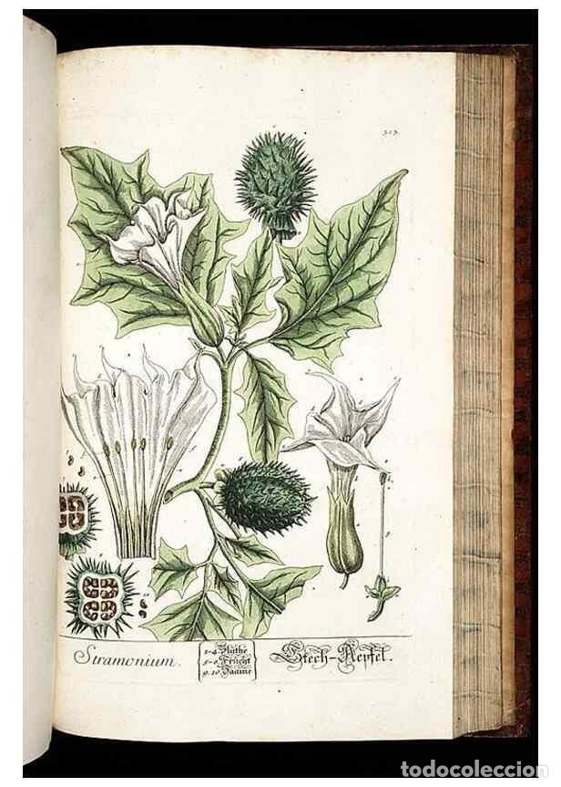 Coleccionismo de Revistas y Peri&oacute;dicos: Reproducci&oacute;n/Reproduction 8429989694: Herbarium Blackwellianum emendatum et auctum, id est, Elisabet