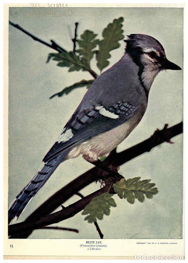 Coleccionismo de Revistas y Peri&oacute;dicos: Reproducci&oacute;n/Reproduction 6279970150: Birds of Buzzard's Roost Indianapolis, Ind.,Scott-Miller Compa