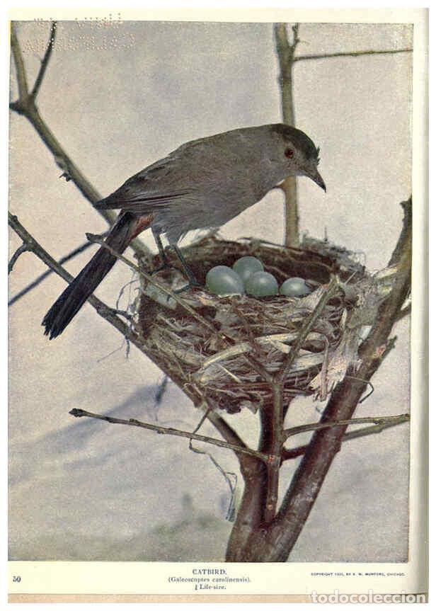 Coleccionismo de Revistas y Peri&oacute;dicos: Reproducci&oacute;n/Reproduction 6279453007: Birds of Buzzard's Roost Indianapolis, Ind.,Scott-Miller Compa