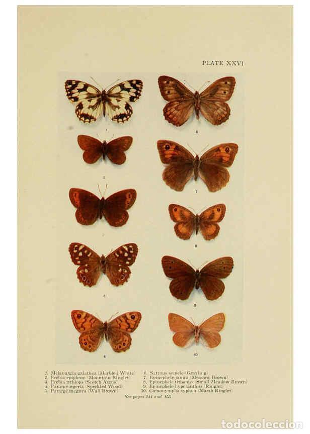 Coleccionismo de Revistas y Peri&oacute;dicos: Reproducci&oacute;n/Reproduction 6288759496: Insect life London,A. & C. Black, ltd.,1921 - Charles Aubrey E