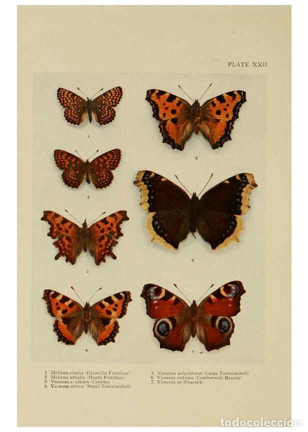 Coleccionismo de Revistas y Peri&oacute;dicos: Reproducci&oacute;n/Reproduction 6288239149: Insect life London,A. & C. Black, ltd.,1921 - Charles Aubrey E