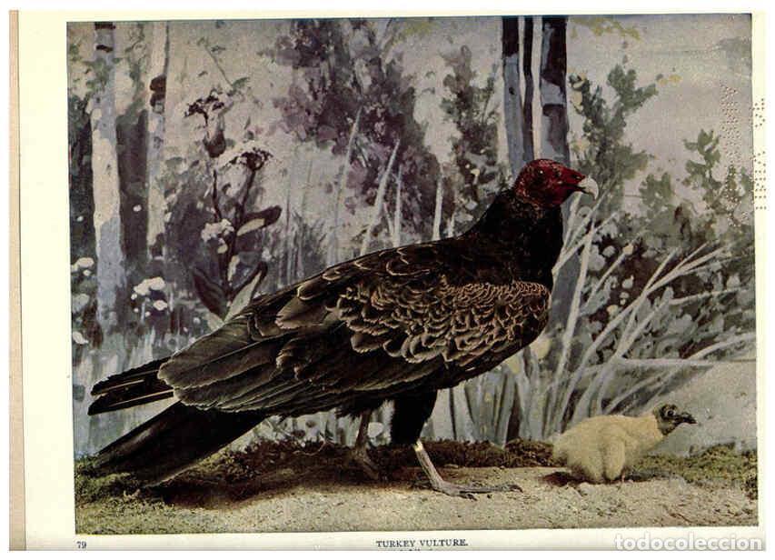 Coleccionismo de Revistas y Peri&oacute;dicos: Reproducci&oacute;n/Reproduction 6279451001: Birds of Buzzard's Roost Indianapolis, Ind.,Scott-Miller Compa