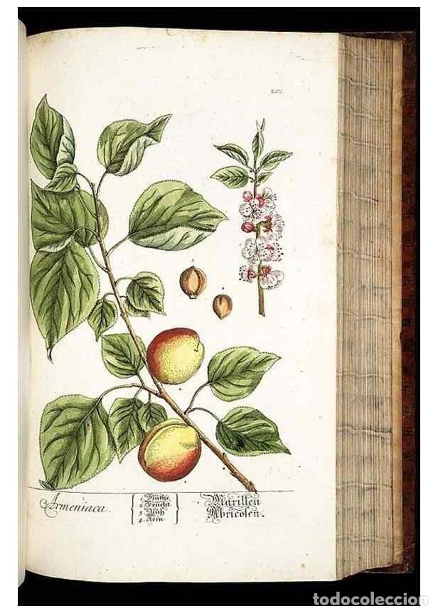 Coleccionismo de Revistas y Peri&oacute;dicos: Reproducci&oacute;n/Reproduction 8429983984: Herbarium Blackwellianum emendatum et auctum, id est, Elisabet