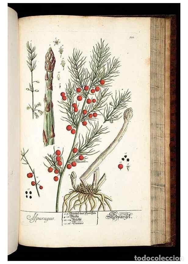 Coleccionismo de Revistas y Peri&oacute;dicos: Reproducci&oacute;n/Reproduction 8429993868: Herbarium Blackwellianum emendatum et auctum, id est, Elisabet