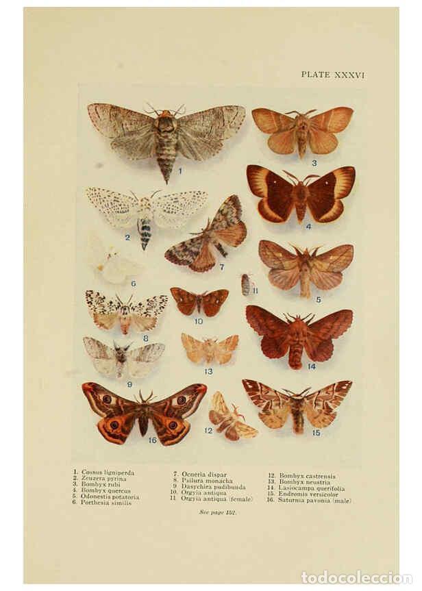 Coleccionismo de Revistas y Peri&oacute;dicos: Reproducci&oacute;n/Reproduction 6288241507: Insect life London,A. & C. Black, ltd.,1921 - Charles Aubrey E