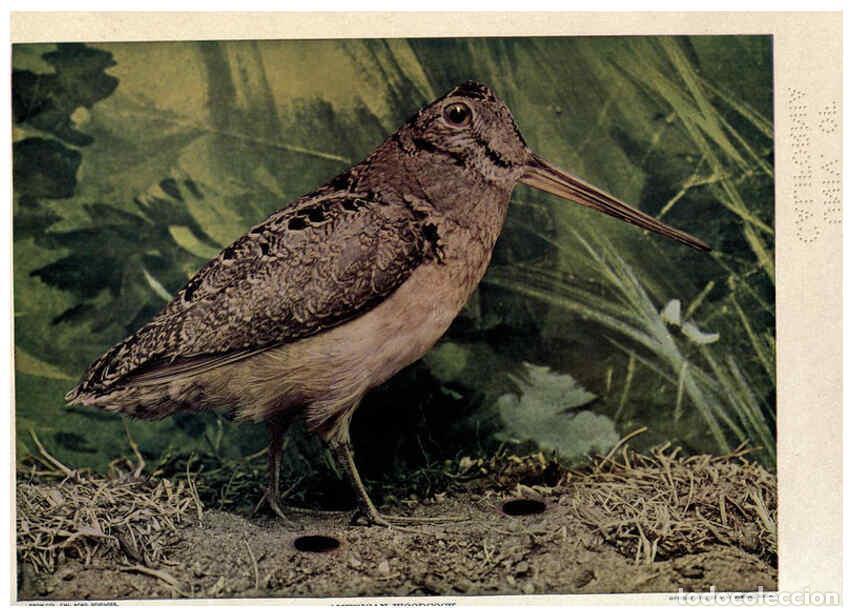 Coleccionismo de Revistas y Peri&oacute;dicos: Reproducci&oacute;n/Reproduction 6279971920: Birds of Buzzard's Roost Indianapolis, Ind.,Scott-Miller Compa