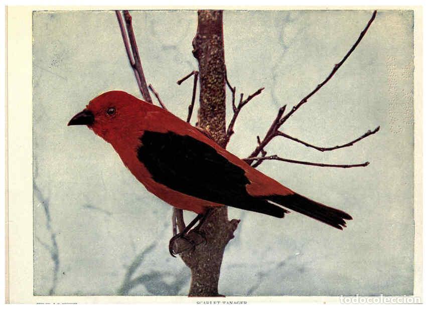 Coleccionismo de Revistas y Peri&oacute;dicos: Reproducci&oacute;n/Reproduction 6279456041: Birds of Buzzard's Roost Indianapolis, Ind.,Scott-Miller Compa