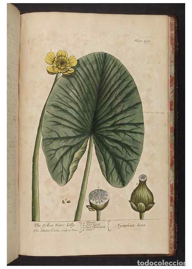 Coleccionismo de Revistas y Peri&oacute;dicos: Reproducci&oacute;n/Reproduction 8361172363: A curious herbal. London : Printed for Samuel Harding, 1737-17