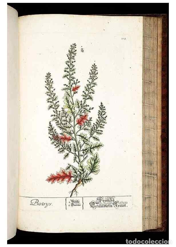 Coleccionismo de Revistas y Peri&oacute;dicos: Reproducci&oacute;n/Reproduction 8429989950: Herbarium Blackwellianum emendatum et auctum, id est, Elisabet