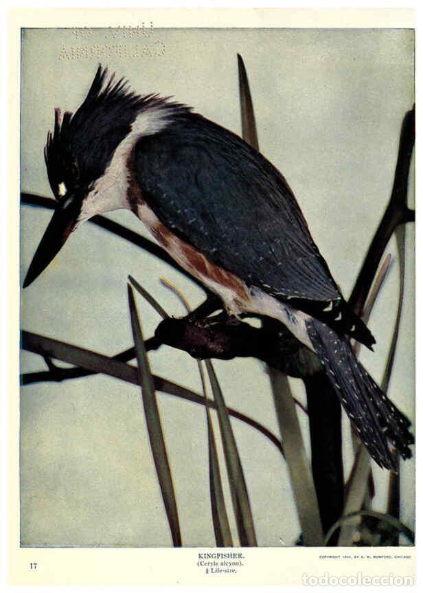 Coleccionismo de Revistas y Peri&oacute;dicos: Reproducci&oacute;n/Reproduction 6279971266: Birds of Buzzard's Roost Indianapolis, Ind.,Scott-Miller Compa