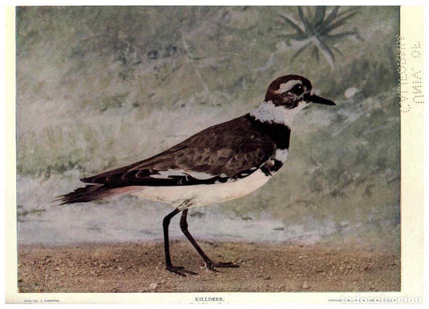 Coleccionismo de Revistas y Peri&oacute;dicos: Reproducci&oacute;n/Reproduction 6279452073: Birds of Buzzard's Roost Indianapolis, Ind.,Scott-Miller Compa