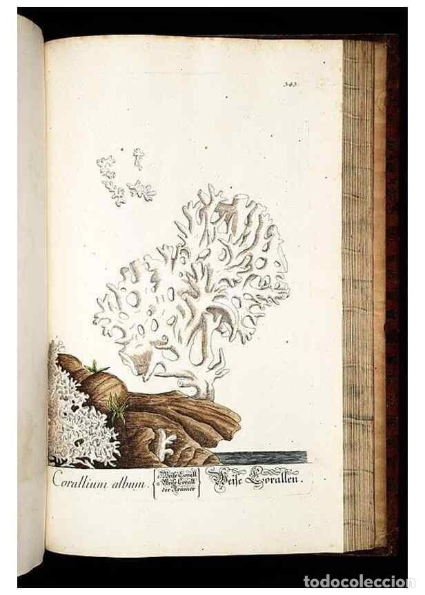Coleccionismo de Revistas y Peri&oacute;dicos: Reproducci&oacute;n/Reproduction 8429997720: Herbarium Blackwellianum emendatum et auctum, id est, Elisabet
