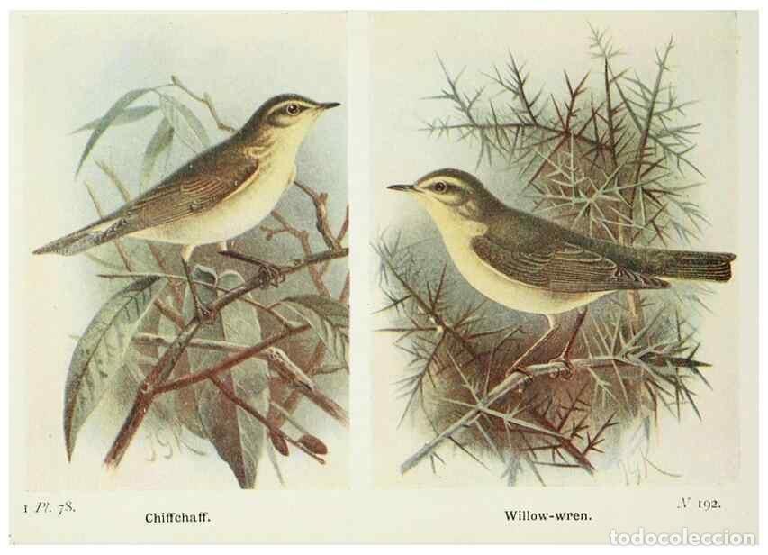 Coleccionismo de Revistas y Peri&oacute;dicos: Reproducci&oacute;n/Reproduction 8264863682: The birds of the British Isles and their eggs.. London ;F. War