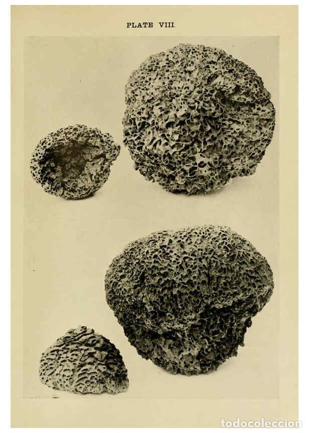 Coleccionismo de Revistas y Peri&oacute;dicos: Reproducci&oacute;n/Reproduction 6280033478: Indian insect life Calcutta ;Thacker, Spink & Co., W. Thacker