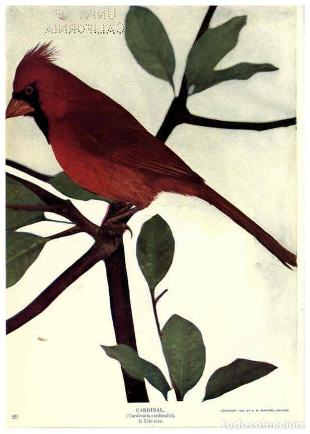 Coleccionismo de Revistas y Peri&oacute;dicos: Reproducci&oacute;n/Reproduction 6279449645: Birds of Buzzard's Roost Indianapolis, Ind.,Scott-Miller Compa