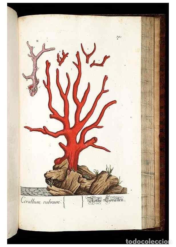 Coleccionismo de Revistas y Peri&oacute;dicos: Reproducci&oacute;n/Reproduction 8428908761: Herbarium Blackwellianum emendatum et auctum, id est, Elisabet