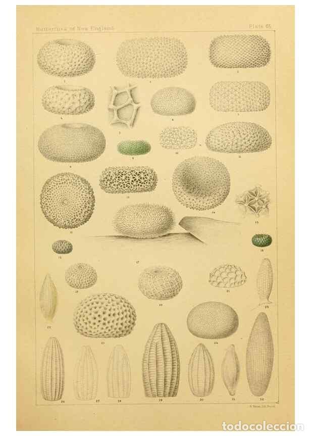 Colecionismo de Revistas e Jornais: Reproducci&oacute;n/Reproduction 8253386276: The butterflies of the eastern United States and Canada :. Cam