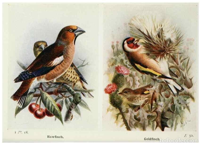 Colecionismo de Revistas e Jornais: Reproducci&oacute;n/Reproduction 8263769047: The birds of the British Isles and their eggs.. London ;F. War