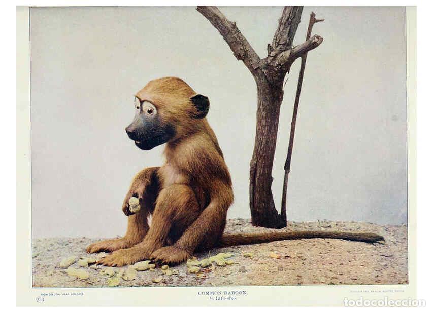 Colecionismo de Revistas e Jornais: Reproducci&oacute;n/Reproduction 6276963234: Nature neighbors. v.5. Chicago,American Audobon association[c1