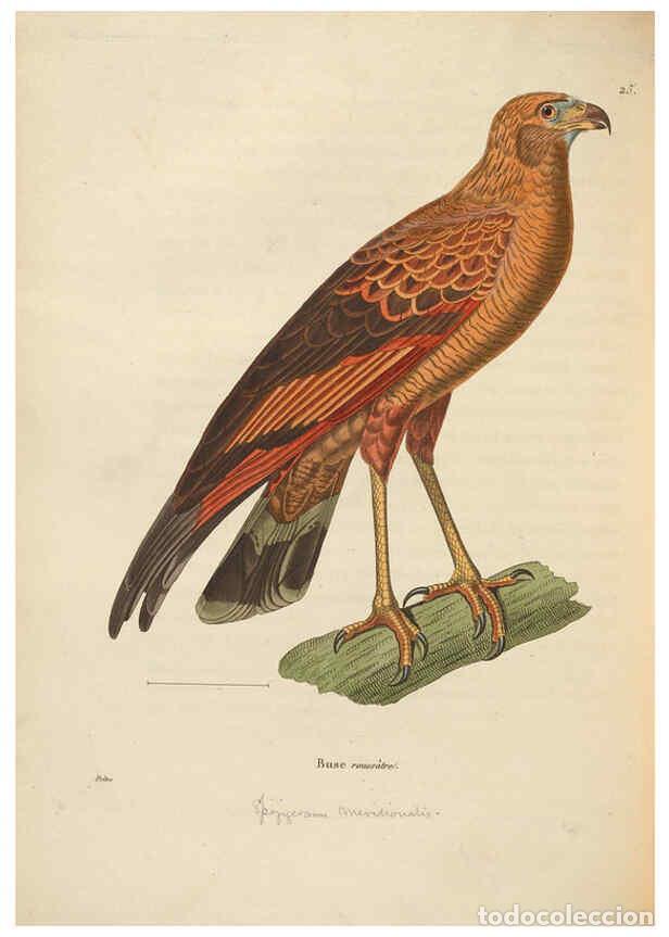 Colecionismo de Revistas e Jornais: Reproducci&oacute;n/Reproduction 6285708667: Nouveau recueil de planches colori&eacute;es d'oiseaux A Strasbourgh