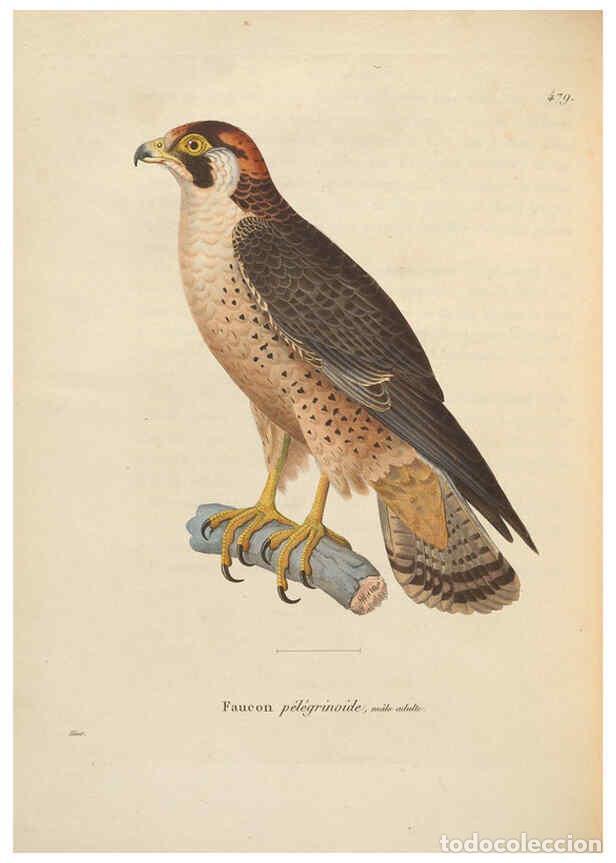 Colecionismo de Revistas e Jornais: Reproducci&oacute;n/Reproduction 6286225270: Nouveau recueil de planches colori&eacute;es d'oiseaux A Strasbourgh