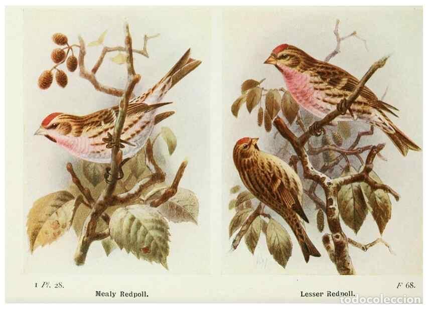 Colecionismo de Revistas e Jornais: Reproducci&oacute;n/Reproduction 8263772823: The birds of the British Isles and their eggs.. London ;F. War