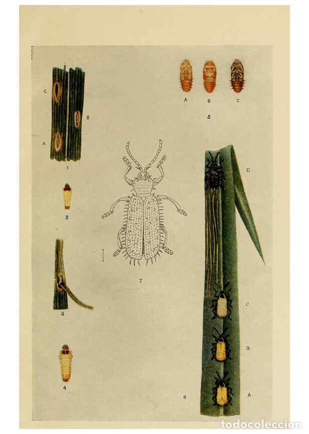 Colecionismo de Revistas e Jornais: Reproducci&oacute;n/Reproduction 6279516299: Indian insect life Calcutta ;Thacker, Spink & Co., W. Thacker