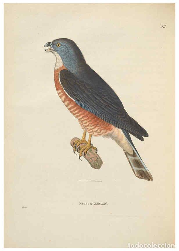 Colecionismo de Revistas e Jornais: Reproducci&oacute;n/Reproduction 6286224676: Nouveau recueil de planches colori&eacute;es d'oiseaux A Strasbourgh