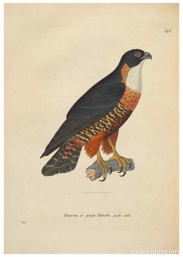 Colecionismo de Revistas e Jornais: Reproducci&oacute;n/Reproduction 6285704781: Nouveau recueil de planches colori&eacute;es d'oiseaux A Strasbourgh