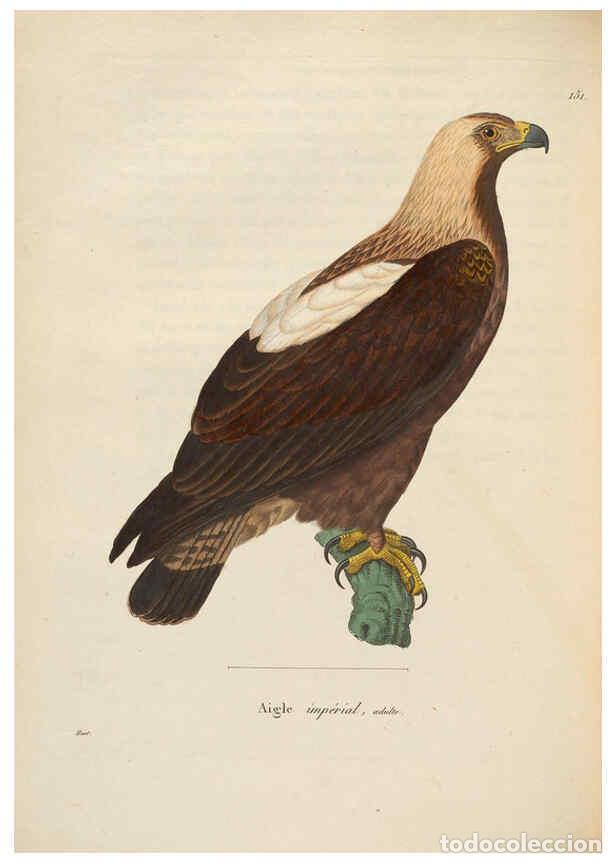 Colecionismo de Revistas e Jornais: Reproducci&oacute;n/Reproduction 6285706487: Nouveau recueil de planches colori&eacute;es d'oiseaux A Strasbourgh