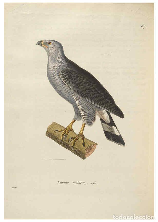 Colecionismo de Revistas e Jornais: Reproducci&oacute;n/Reproduction 6285712703: Nouveau recueil de planches colori&eacute;es d'oiseaux A Strasbourgh